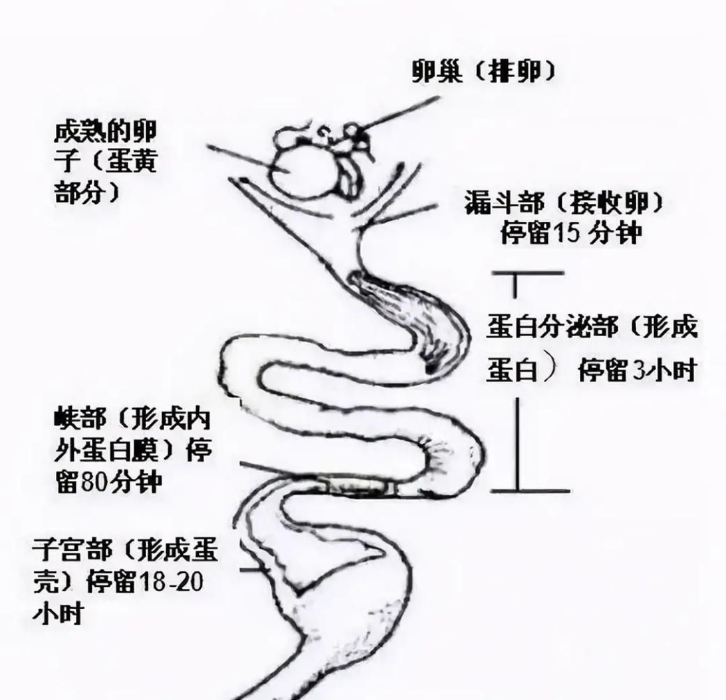 为什么母鸡没有公鸡却能天天下蛋？母鸡：还不是因为人类