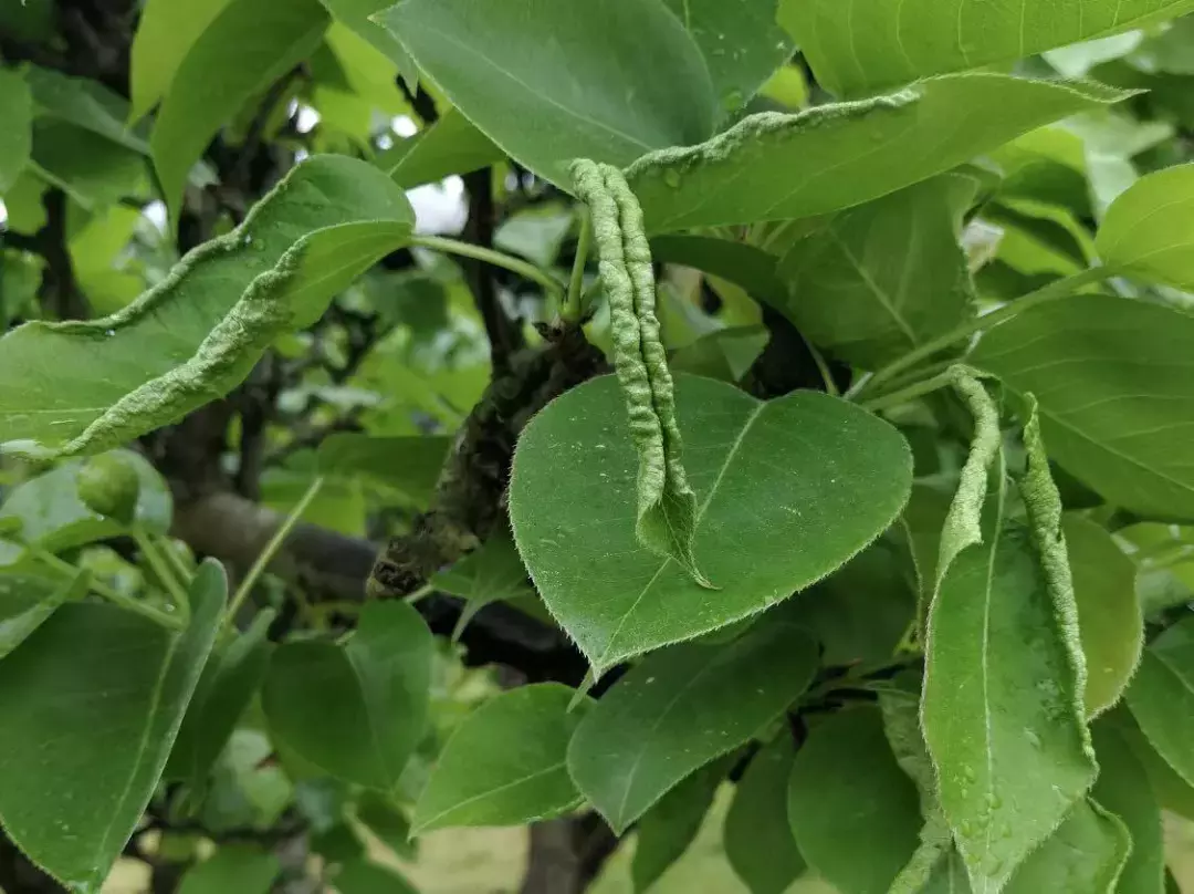 梨树病虫害防治技术梨树病虫害图谱及防治方法