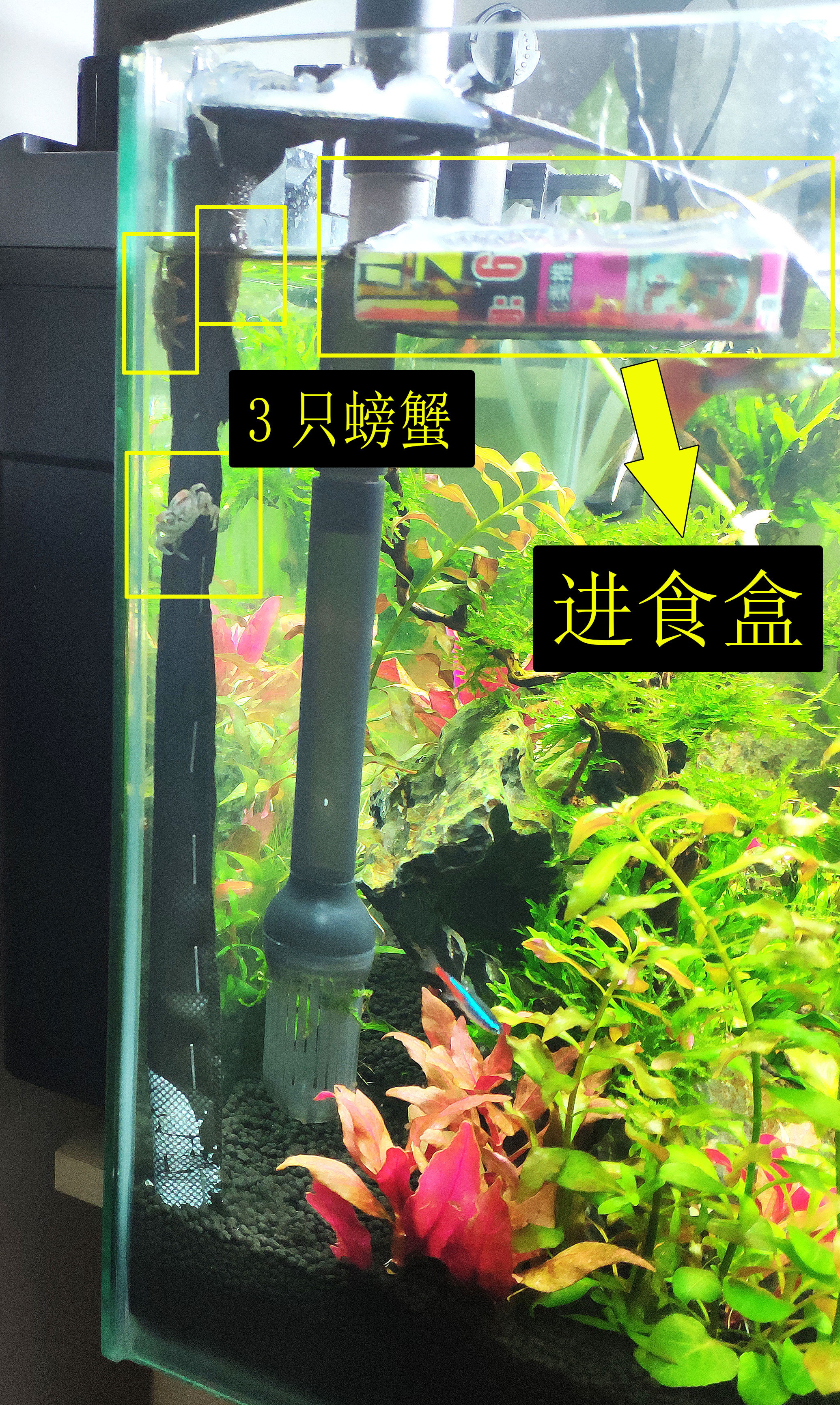 迷你辣椒蟹养殖方法与技巧