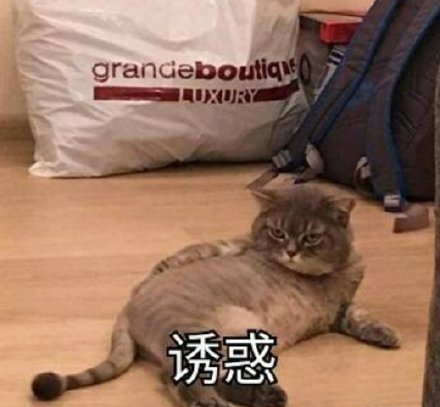 猫咪表情包合集王八蛋