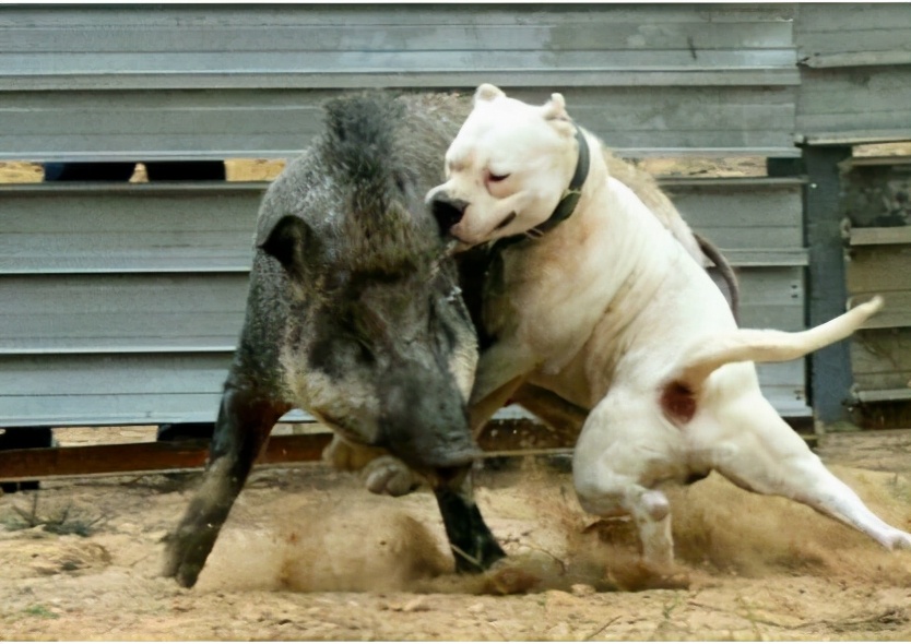 养杜高犬的5大「危害」，你还敢养吗？