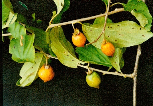 猫人参,见过吗?清热解毒,用于痈疖,脓肿,妇女白带,麻风病