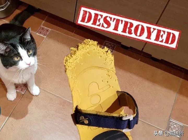 猫咪为啥沉迷吸鞋？这样会传染脚气吗？