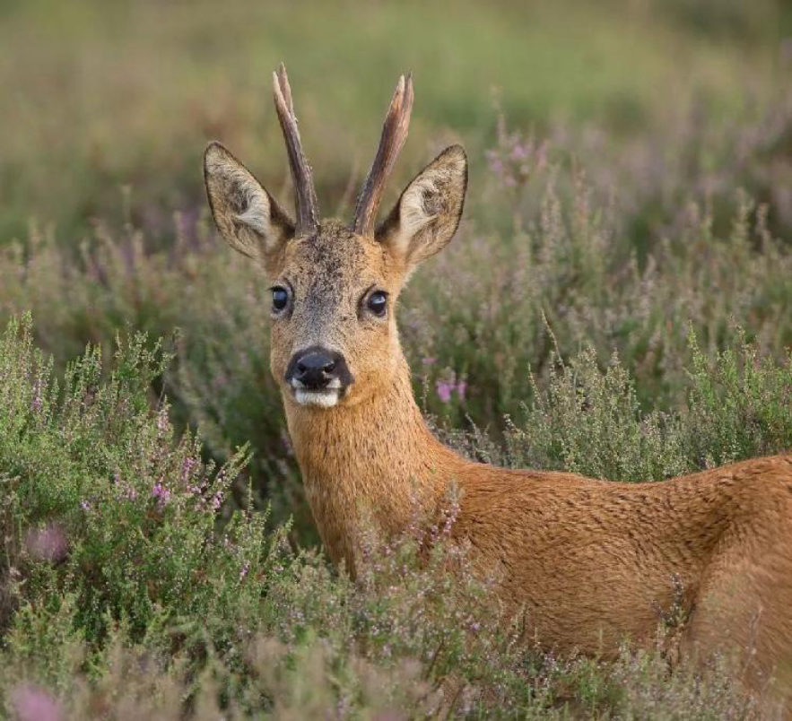 凭一己之力成"保护动物"