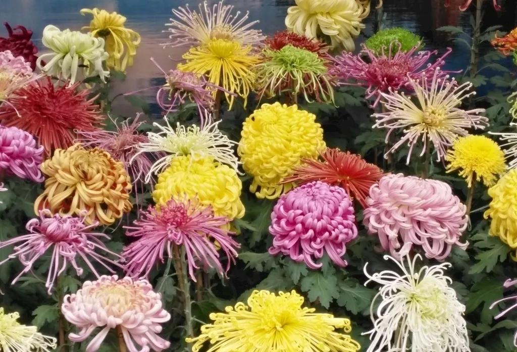 菊花的花语和寓意