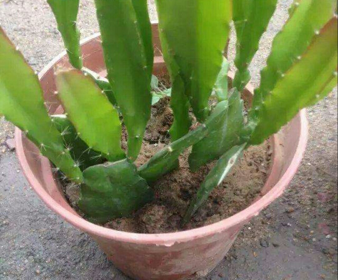 扦插令箭荷花要在它开花前后进行,要选择生长健壮肥大的叶茎,截取上部