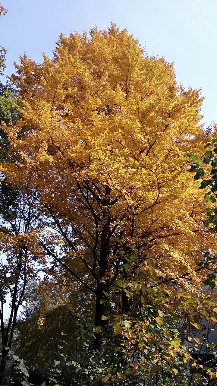 山东大学2016-2018鲁冀江浙黑吉辽录取分数