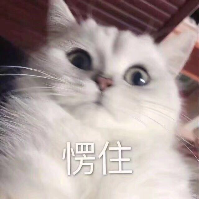 可爱的猫咪表情包合集｜哥哥，出来玩吗