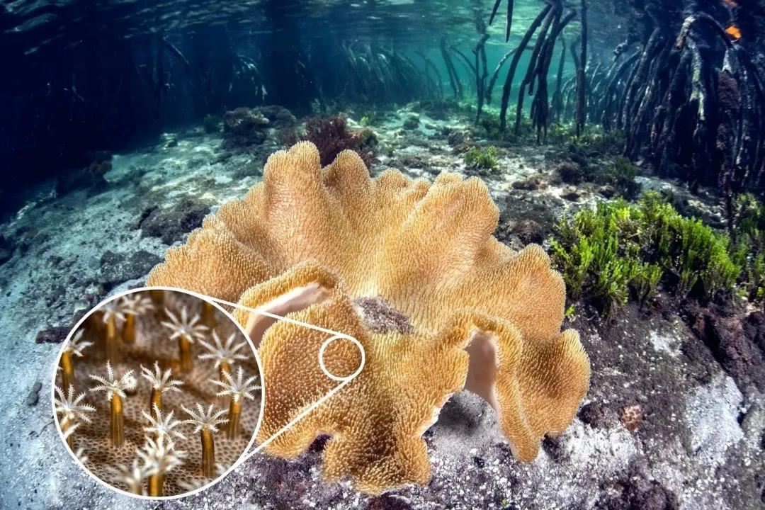 珊瑚是生物吗？珊瑚到底是动物还是植物-第5张图片