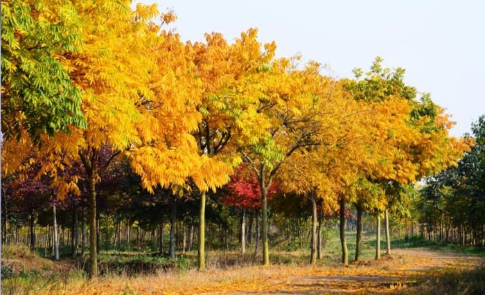 景观树种类名称和图片(常见的景观树品种大全)