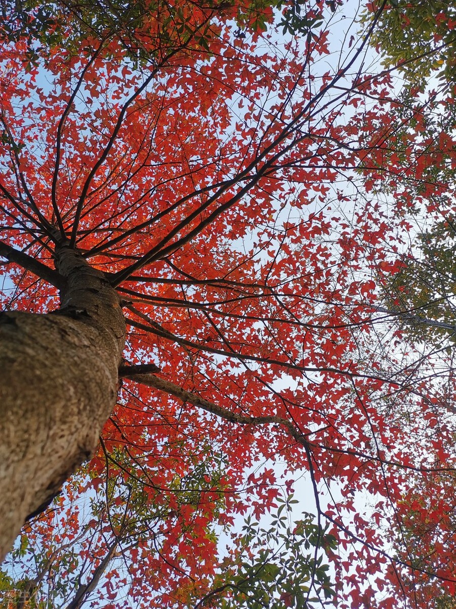 这个自嘲只有夏天的省份，私藏了中国最丰满秋色，11、12月靓爆镜