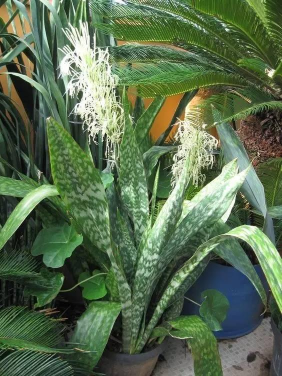 六十种虎皮兰图片虎皮兰品种多