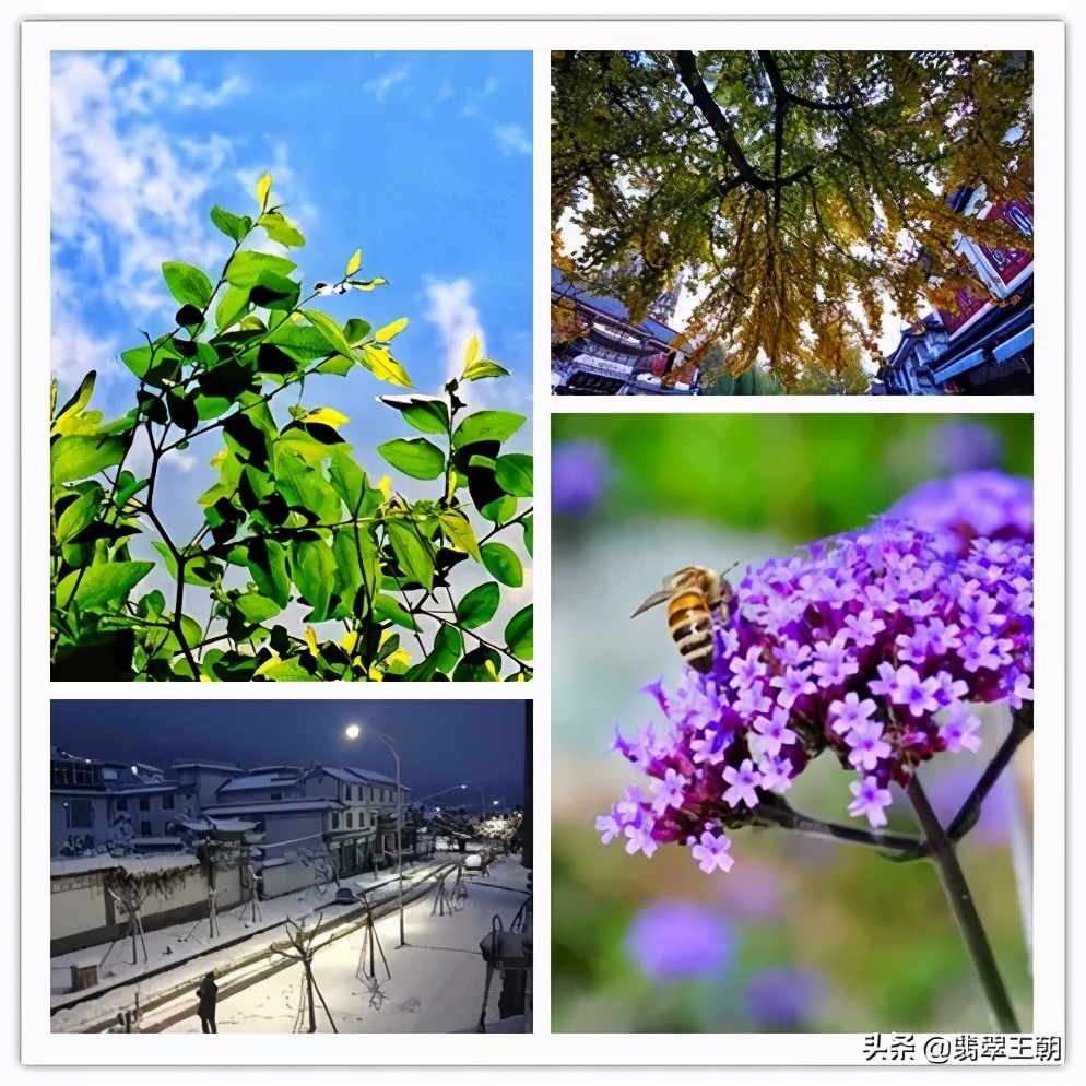 暖春翡翠：晶莹剔透如翠玉，清新宜人似春意。