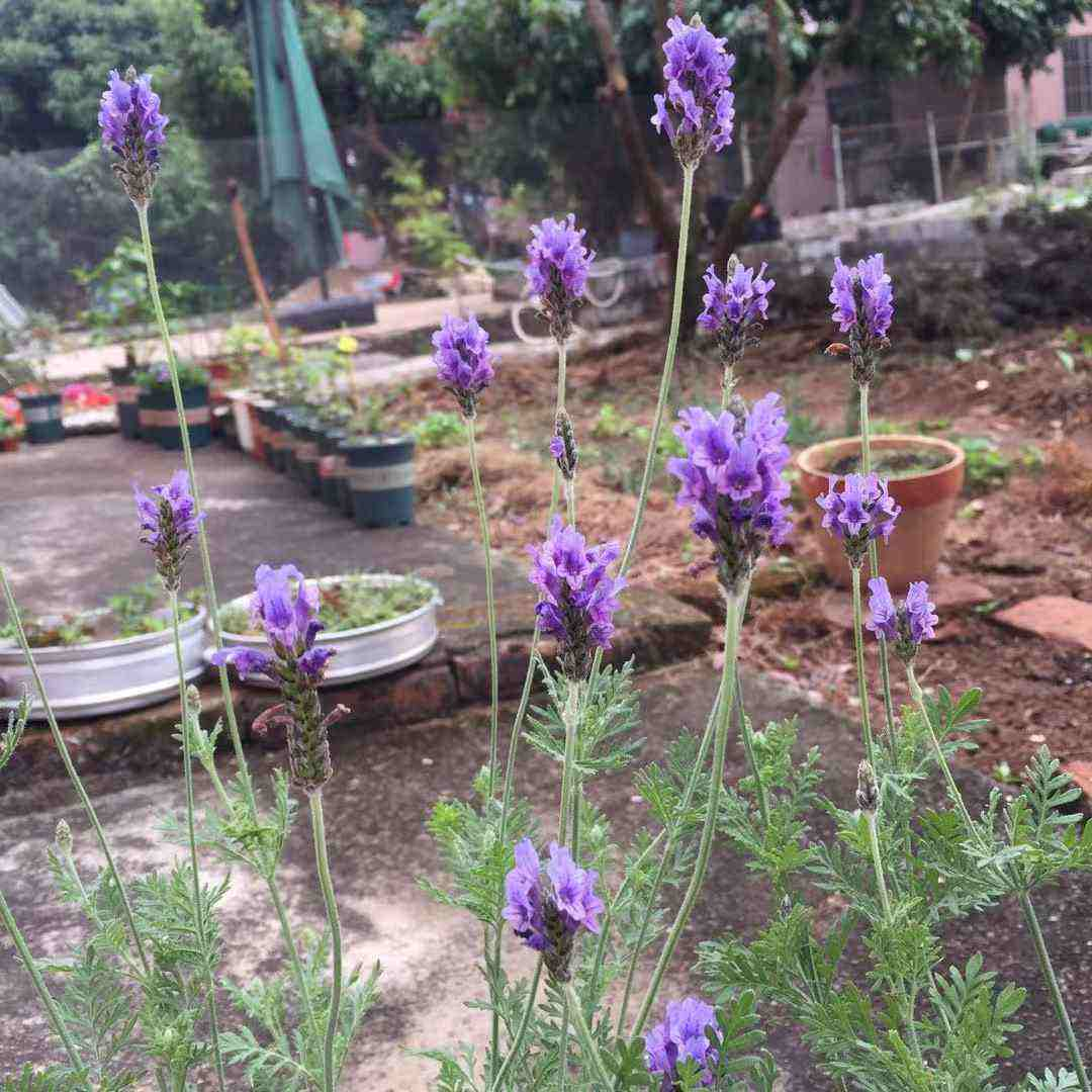 1种“香香草”，香味四溢能安神，耐寒耐旱皮实好养