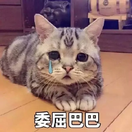 猫咪委屈表情包合集