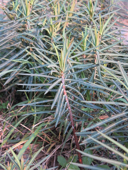 小巴豆,见过吗?外用祛黑痣,瘊子,顽癣