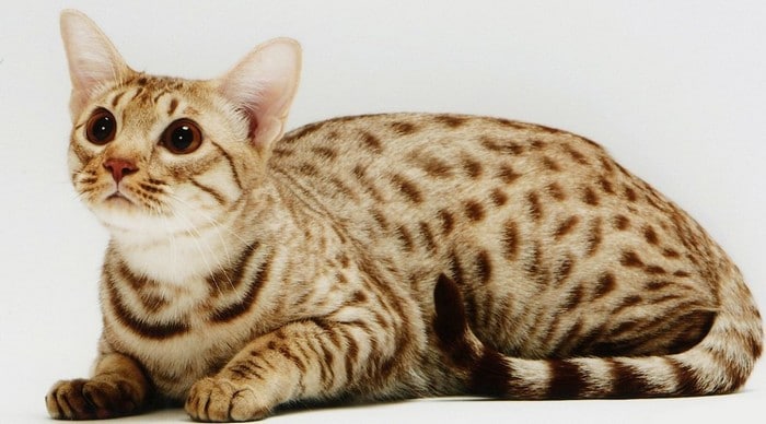 世界上最昂贵的29种猫