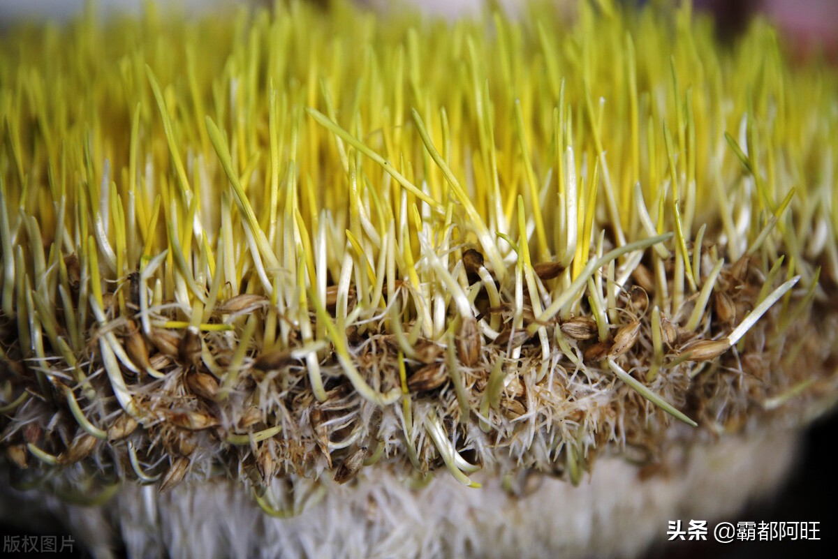 麦芽糖怎么做才好吃，个人觉得还是用这种食材做出来的味道好吃