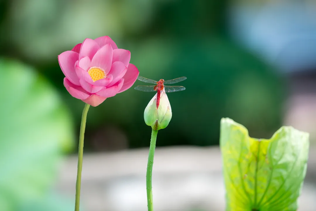 10首童趣诗，带你回味童年，那时我们还小