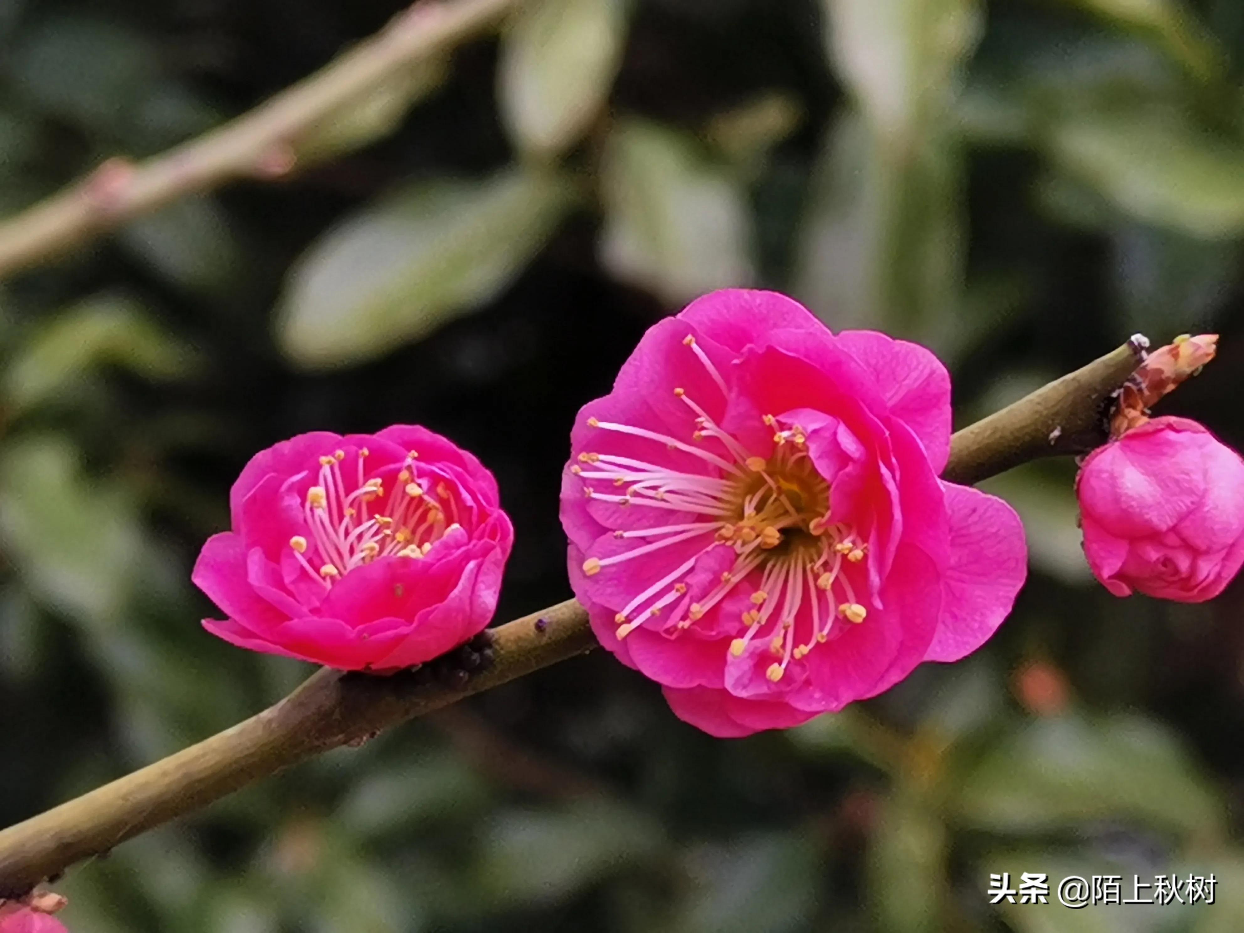 春雨一滴三生泪，春花几瓣半枝禅