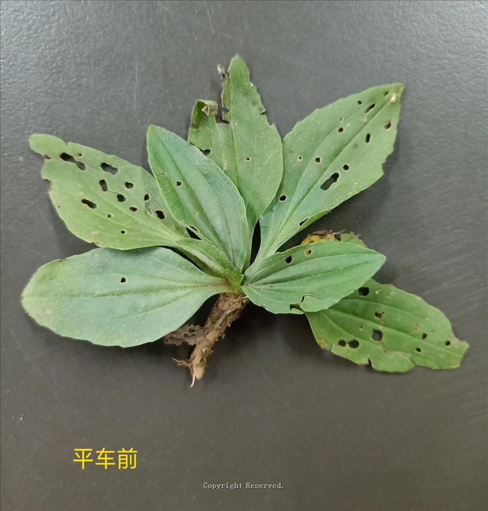 中医药平车前（一文详解车前与平车前的区别）