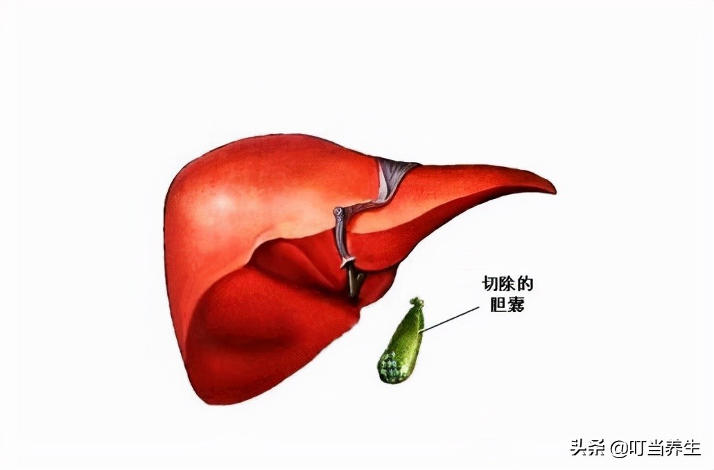 人体器官分布图位置 五脏六腑