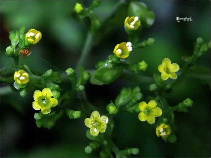 莲花山的野花