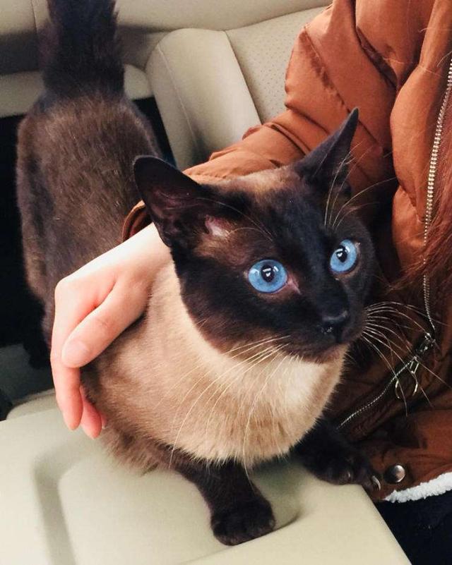 如果可以，建议一定要养只暹罗猫