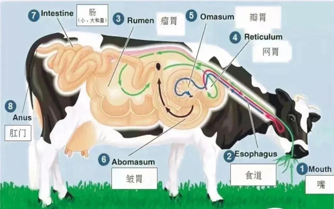 反刍动物有哪些,反刍动物有哪些最少十五个