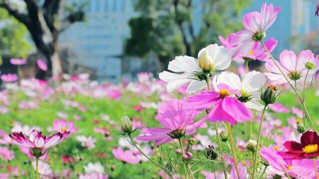 不容错过，深圳各有特色免费的十大主题公园