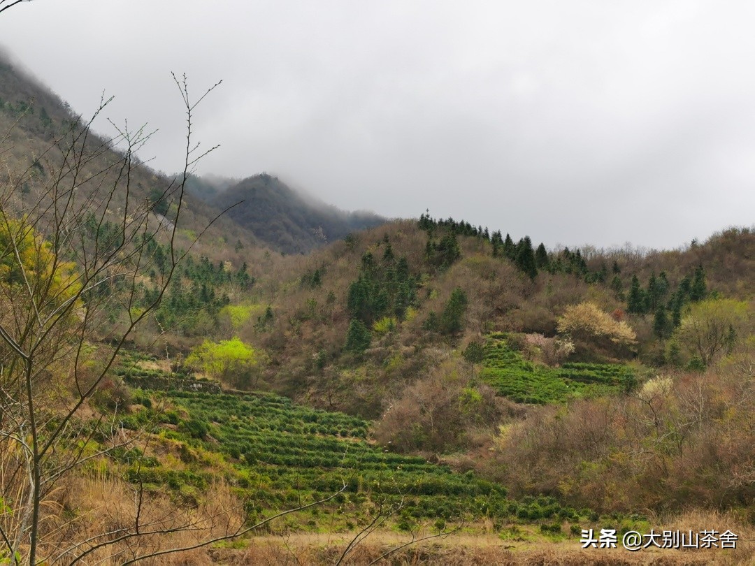 大别山采茶日记，茶季总结：茶歇犹依依，回首数峰青