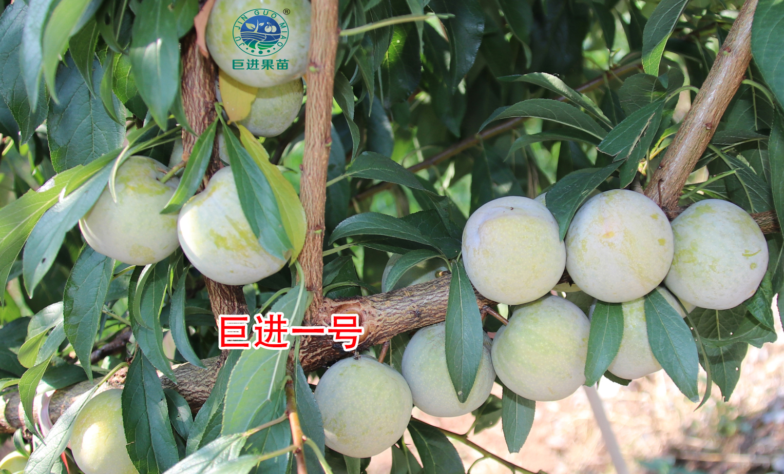 李子好品种排行(中国现在什么李子品种最好卖,价格最高) - 114知识网