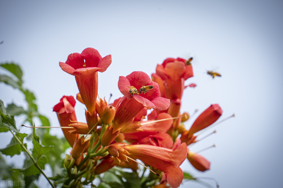 打鸡血一样疯长,拔不完的"花坚强",让人又爱又恨