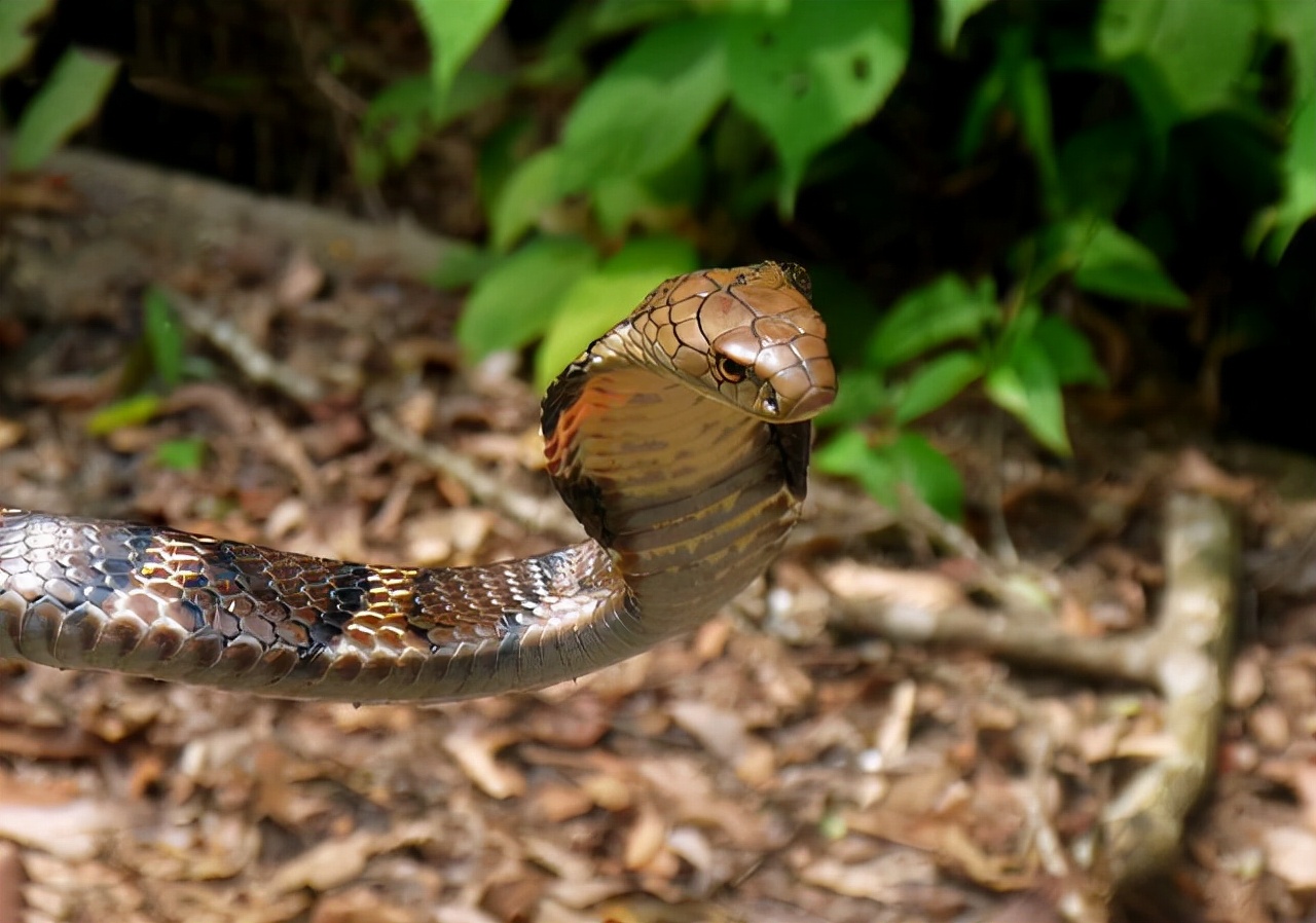 野生眼镜王蛇价格(云南一2) - 价格百科