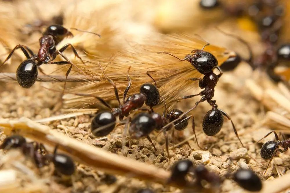 蚂蚁集团是做什么的，蚂蚁集团介绍？
