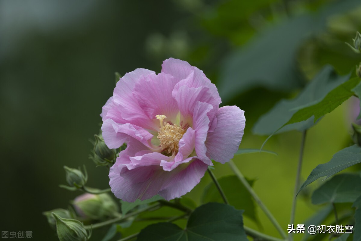 秋花木芙蓉唐诗五首：秋风万里芙蓉国，水莲花尽木莲开