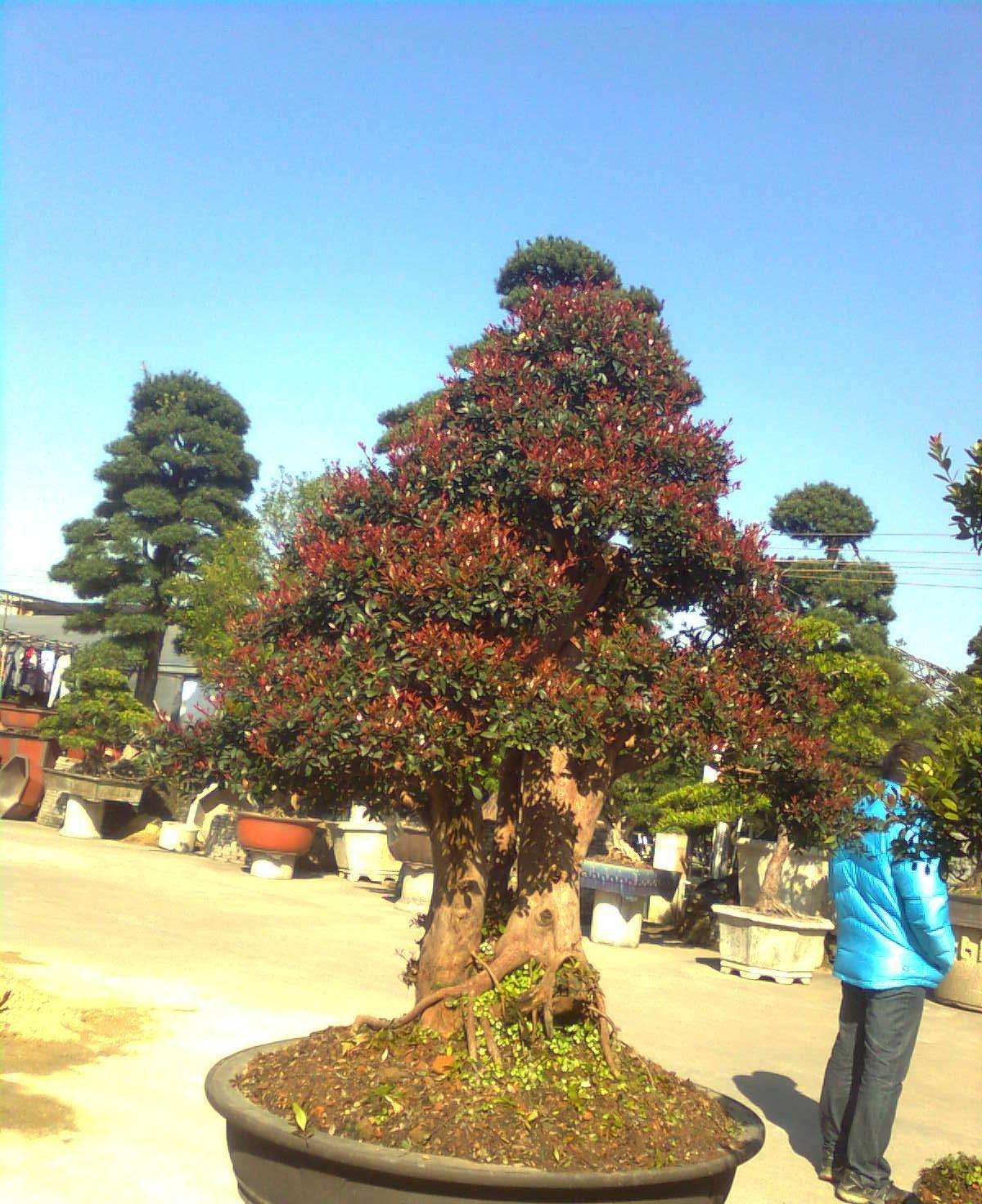 赤楠树图片(四季如春) - 赤虎壹号