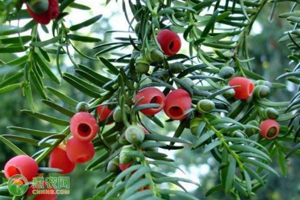 目前红豆杉价格多少钱一棵？有哪些品种类型？