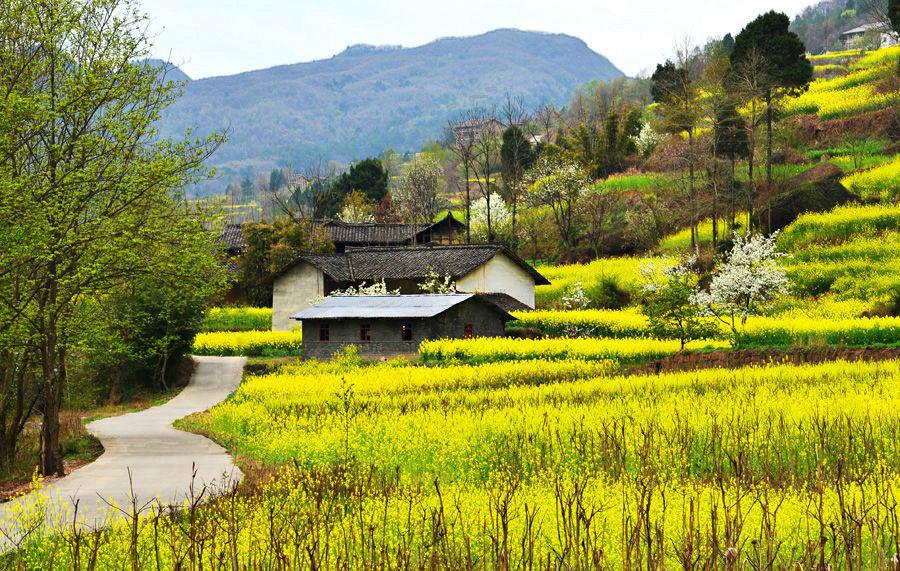 秋食栗子粒粒香，又是一年“一林过雨芦花白，半壁疏云栗子黄”