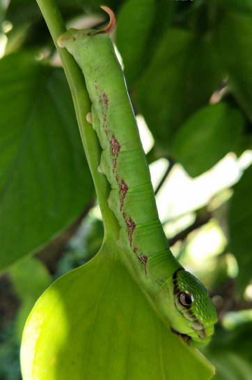 猪儿跑经典骂人句子(你是一条猪儿虫) - 火句子