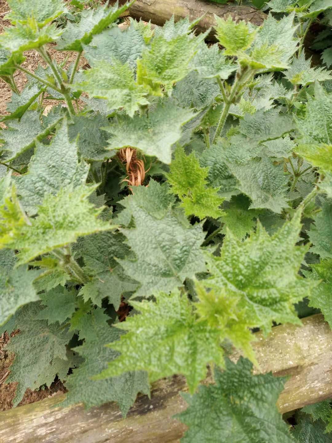 火麻草的功效与作用-我的快乐小窝