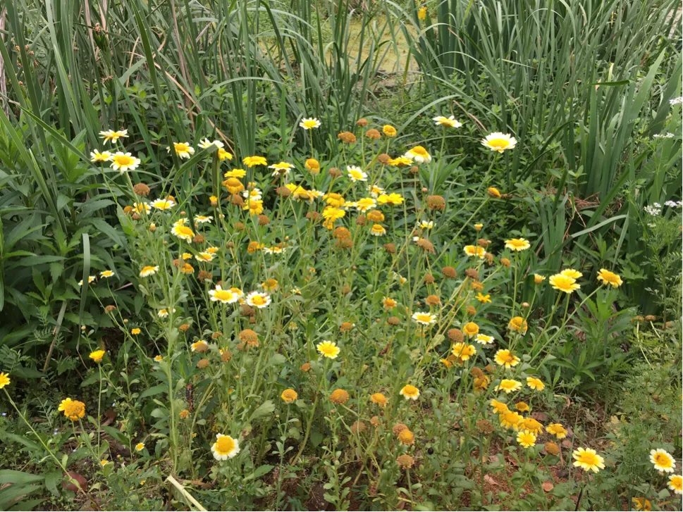 颜值这么高，是哪所高校呢？苏州大学独墅湖校区正在越变越美