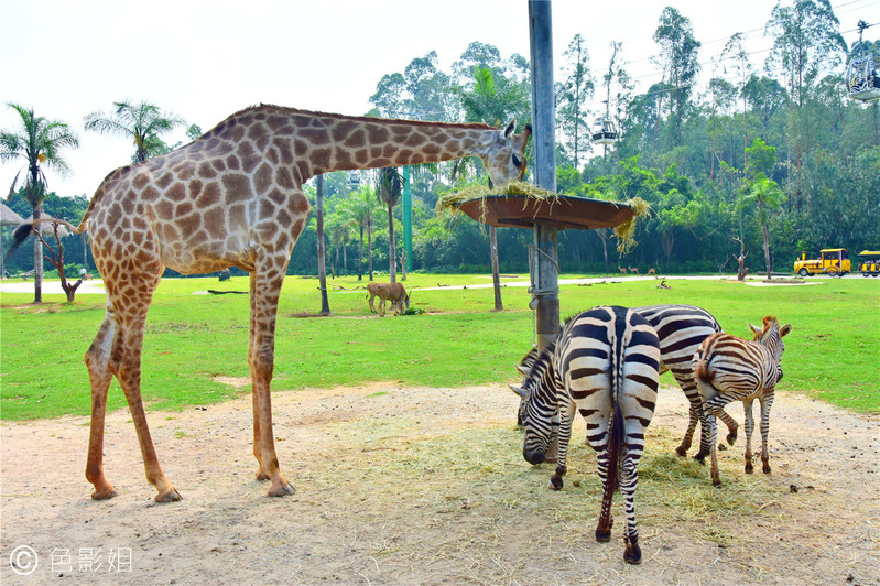 三天三夜欢乐长隆之旅（附攻略）