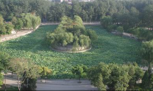 南开大学录取通知书送两颗莲子，是因为校内有一湖与一士