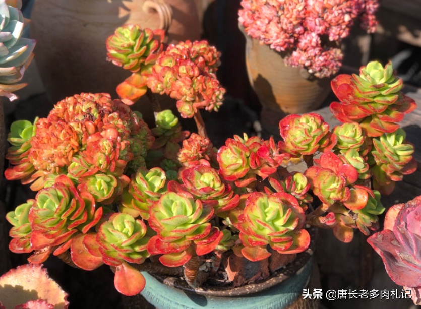 红梅花开,傲雪凌霜——养一棵多肉红梅,这个季节比真的梅花还美