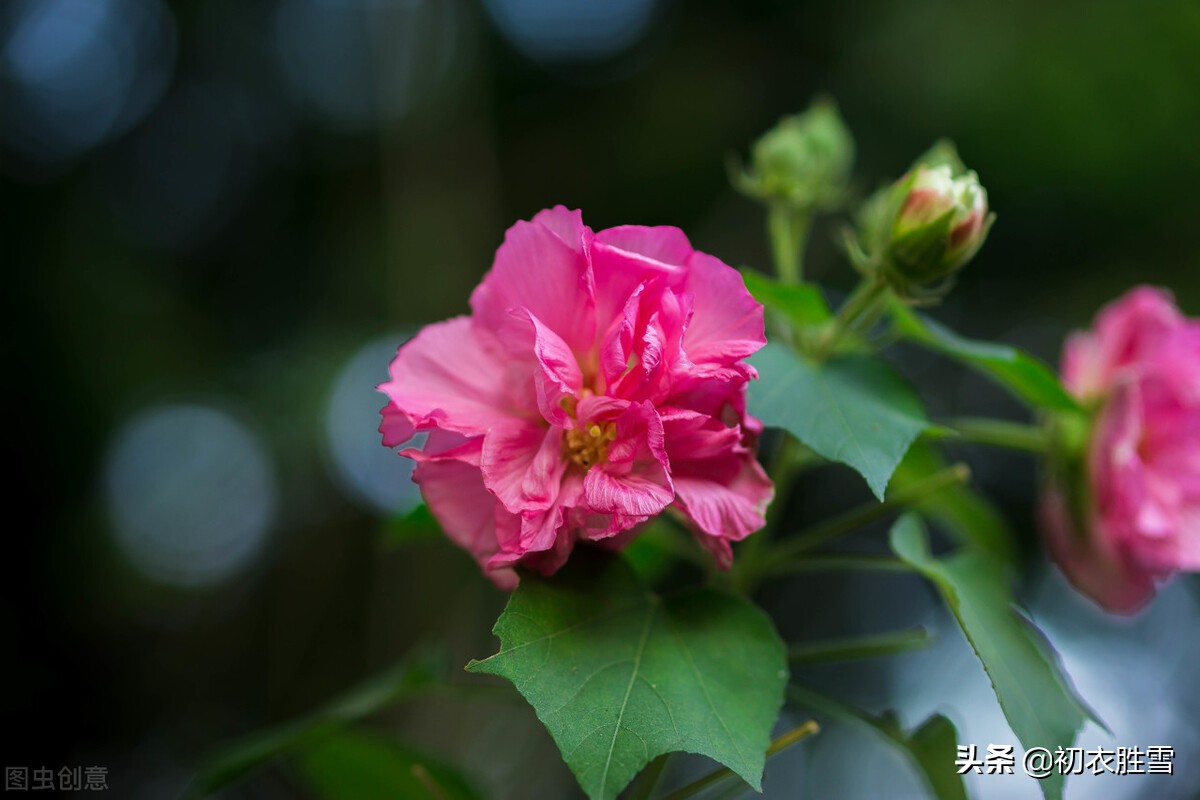 秋花木芙蓉唐诗五首：秋风万里芙蓉国，水莲花尽木莲开