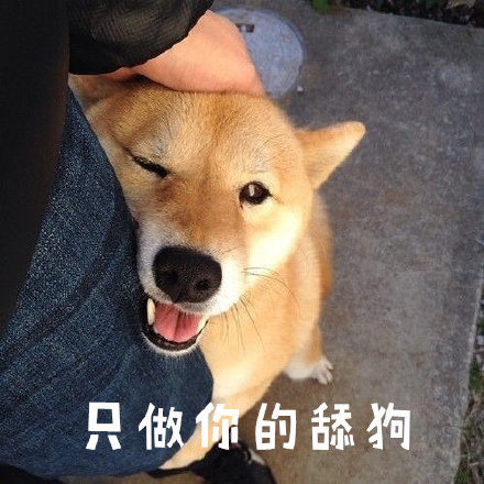 柴犬表情包｜真叫狗头大