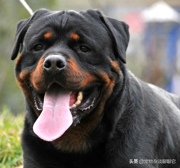 防暴犬(世界顶级防暴犬,防爆先锋罗威纳)