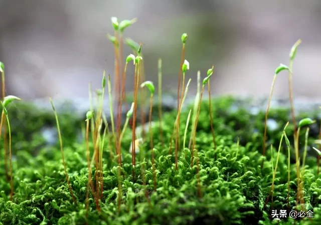 苔藓类植物有哪些（园林景观中常见的6种苔藓植物）