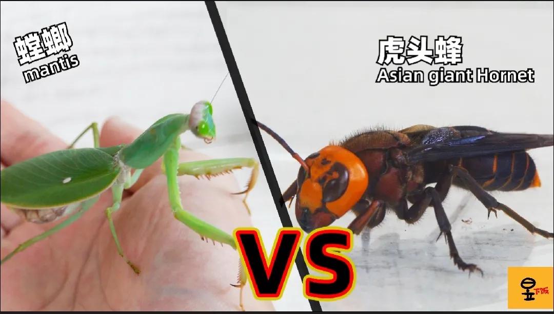 解压电影，螳螂VS凶猛胡蜂，谁能站到最后呢？最终颠覆你的认知